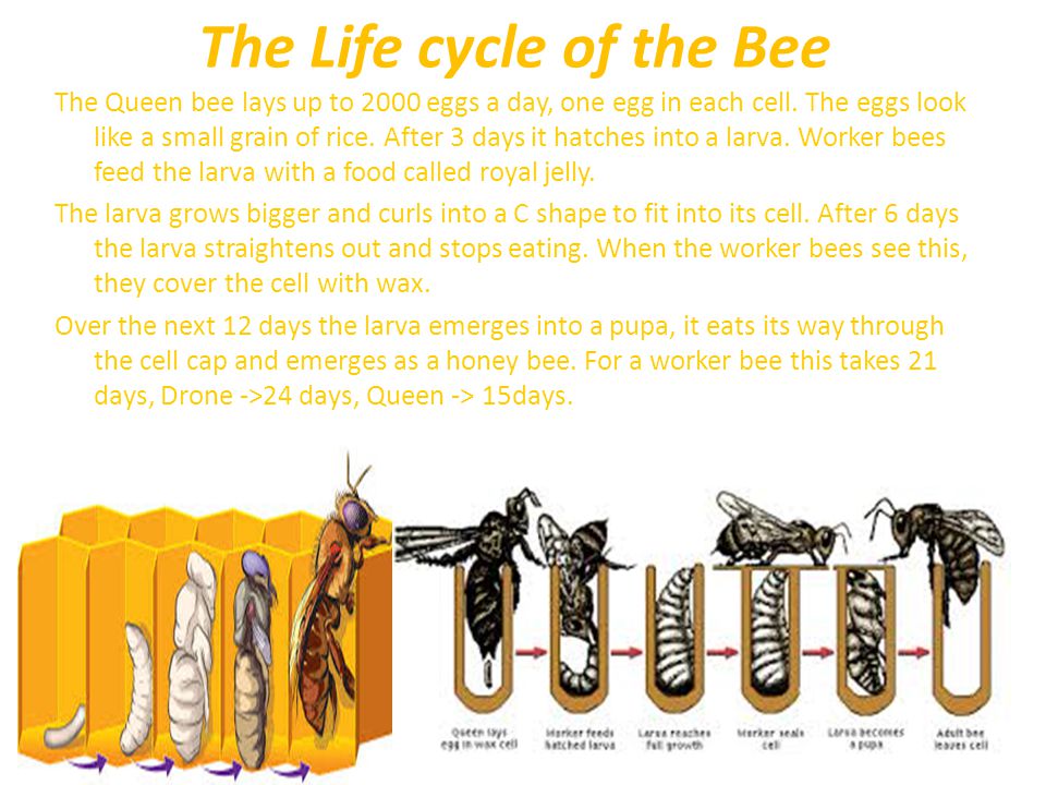 The Life cycle of the Bee