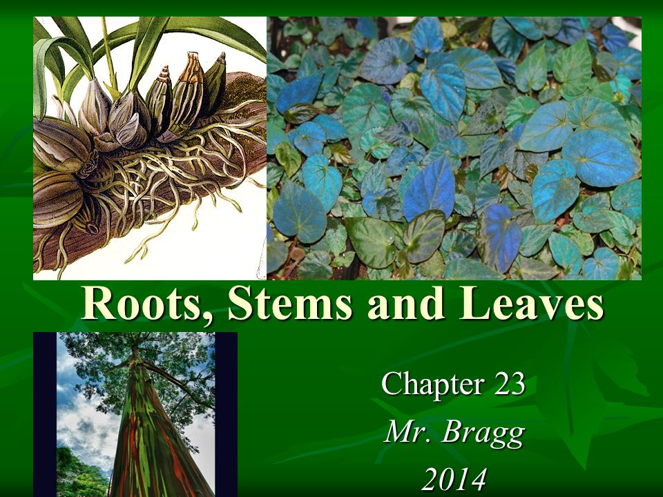Roots, Stems and Leaves Chapter 23 Mr. Bragg 2014