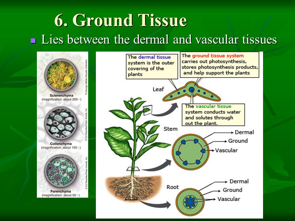6. Ground Tissue Lies between the dermal and vascular tissues