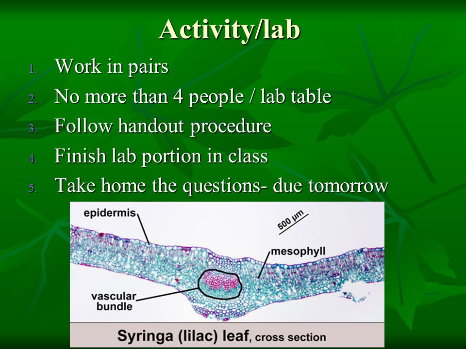 Activity/lab Work in pairs No more than 4 people / lab table