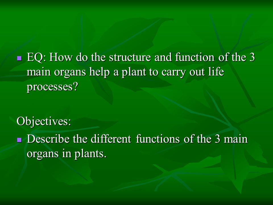 EQ: How do the structure and function of the 3 main organs help a plant to carry out life processes