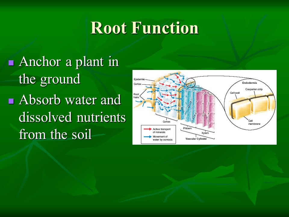Root Function Anchor a plant in the ground