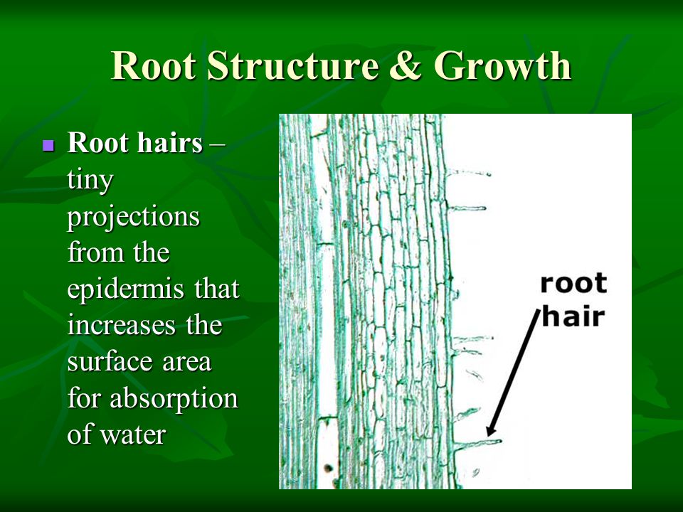 Root Structure & Growth