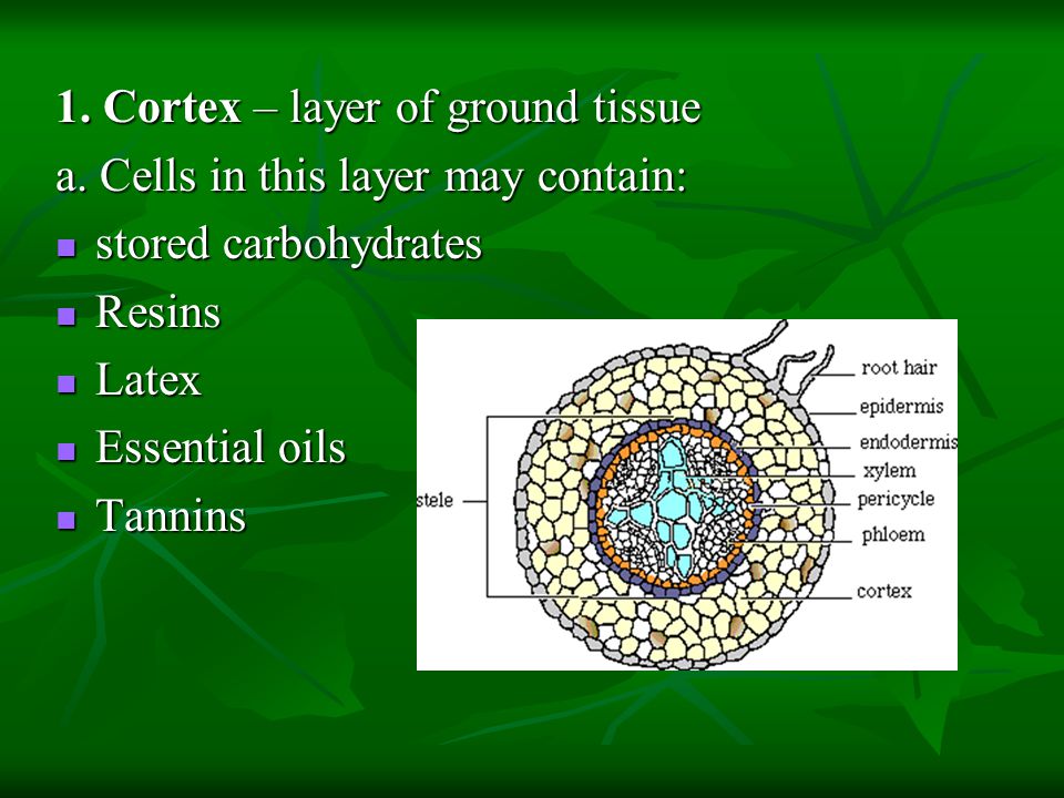 1. Cortex – layer of ground tissue