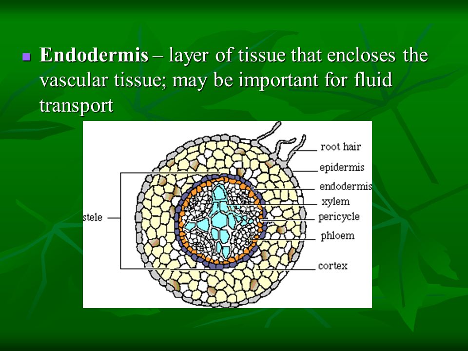 Endodermis – layer of tissue that encloses the vascular tissue; may be important for fluid transport