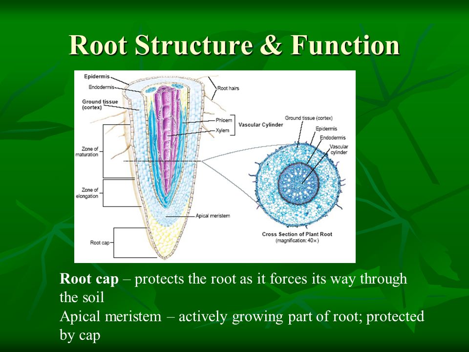 Root Structure & Function