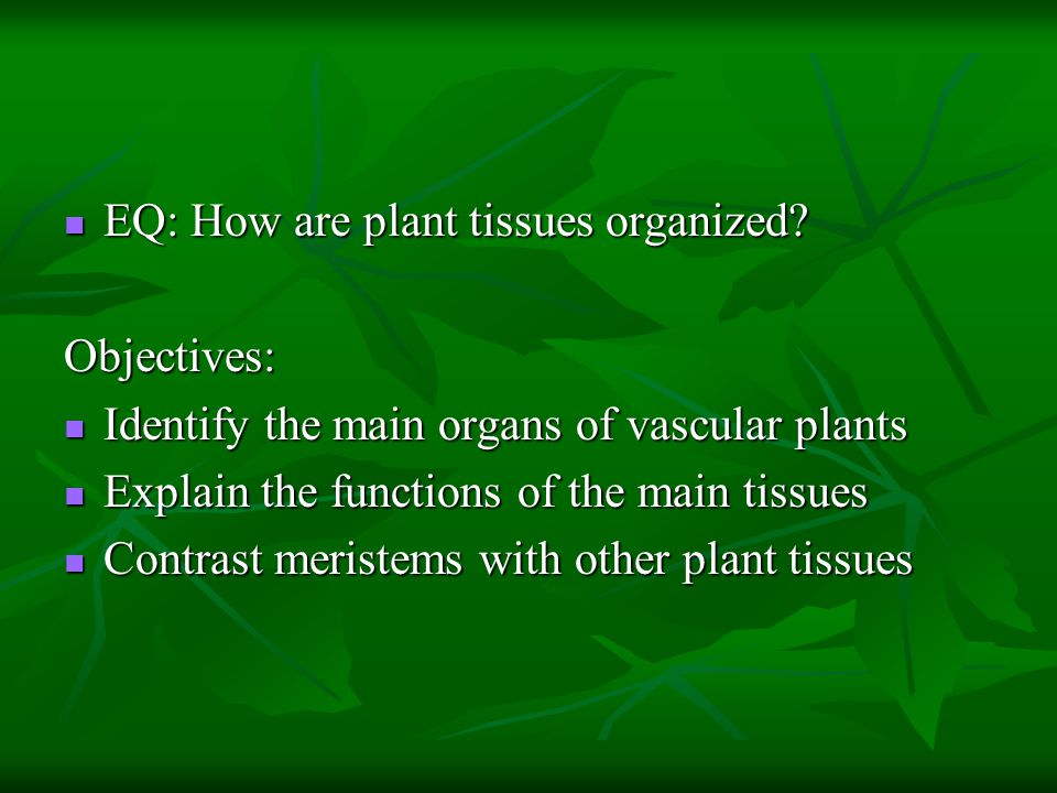 EQ: How are plant tissues organized