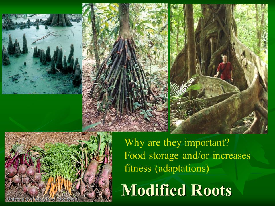 Modified Roots Why are they important