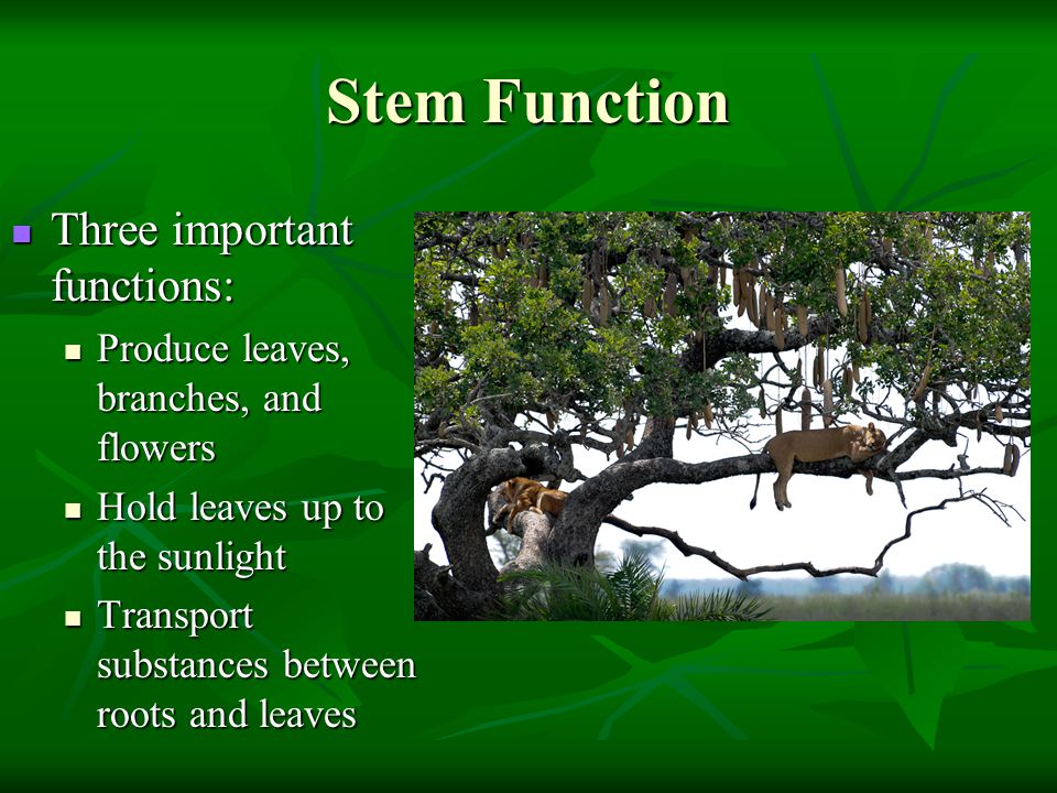 Stem Function Three important functions: