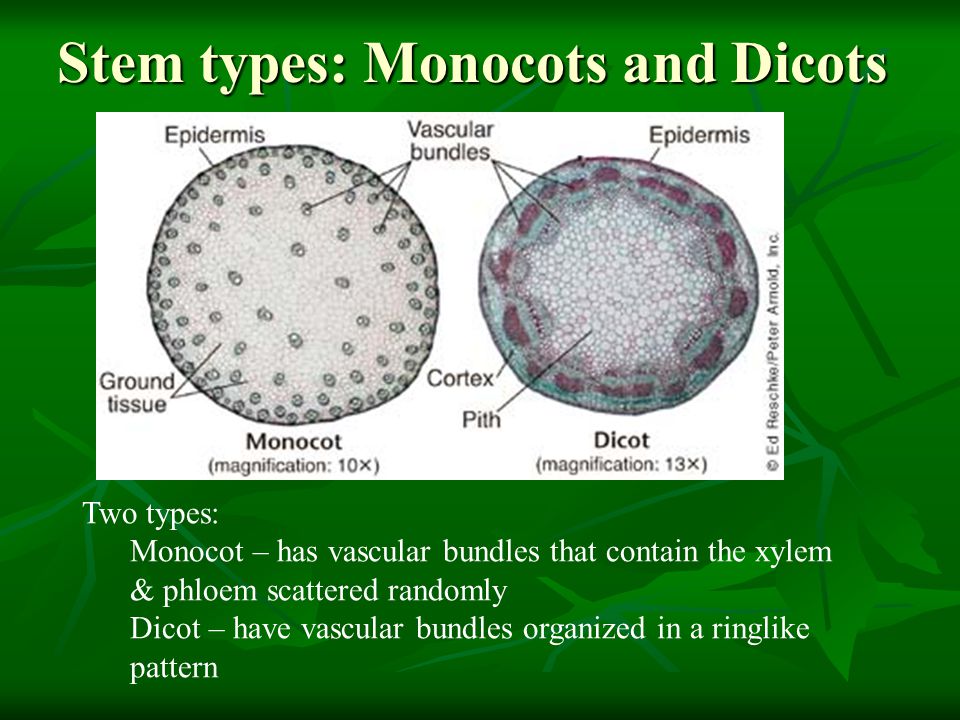 Stem types: Monocots and Dicots