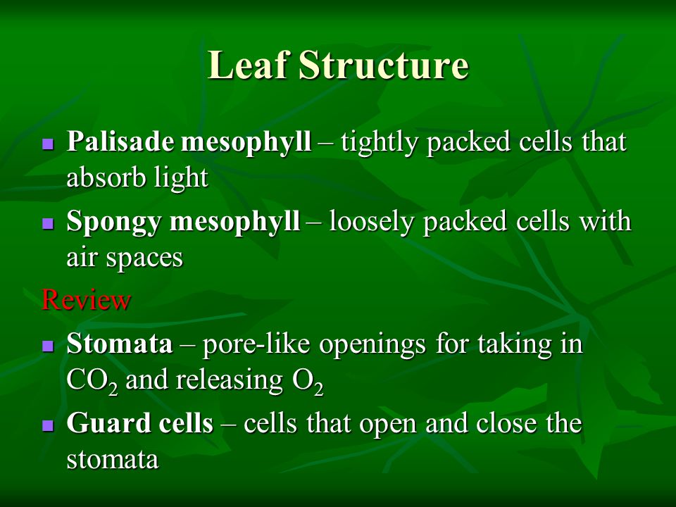 Leaf Structure Palisade mesophyll – tightly packed cells that absorb light. Spongy mesophyll – loosely packed cells with air spaces.