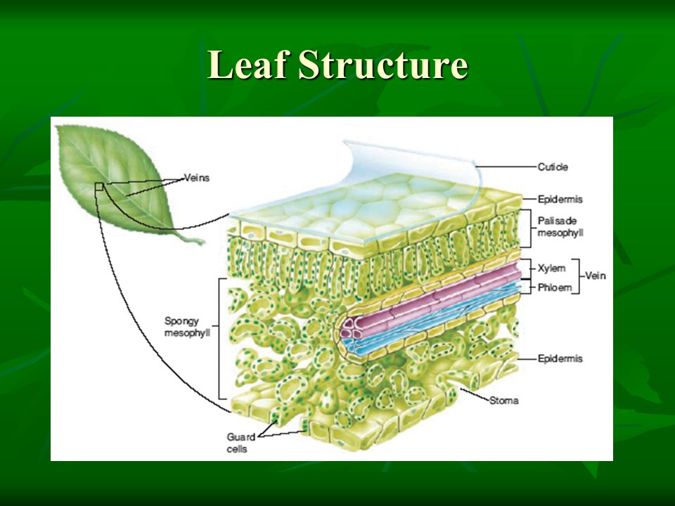 Leaf Structure