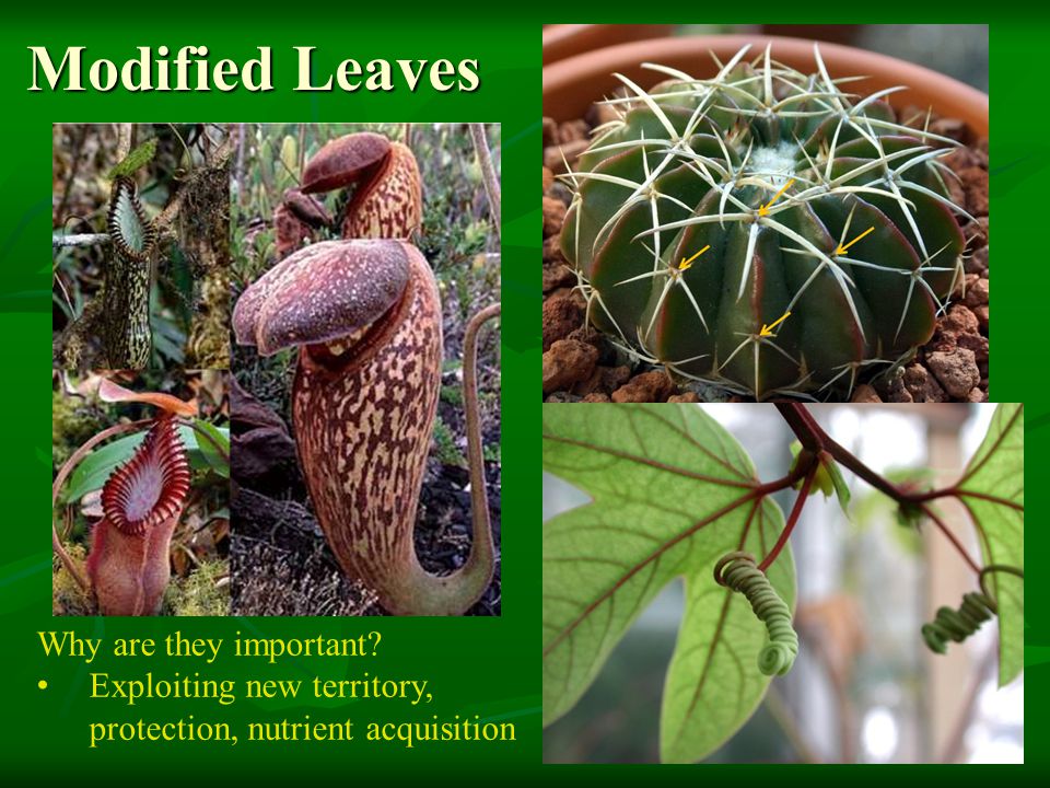 Modified Leaves Why are they important