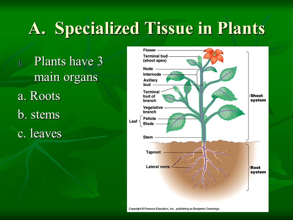 A. Specialized Tissue in Plants