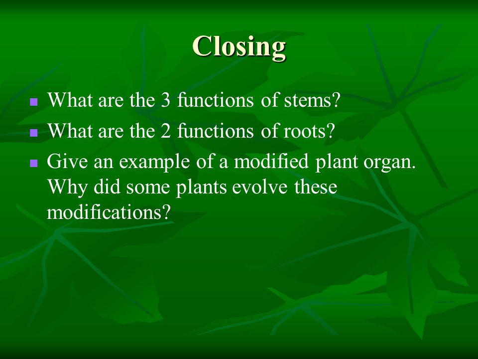 Closing What are the 3 functions of stems