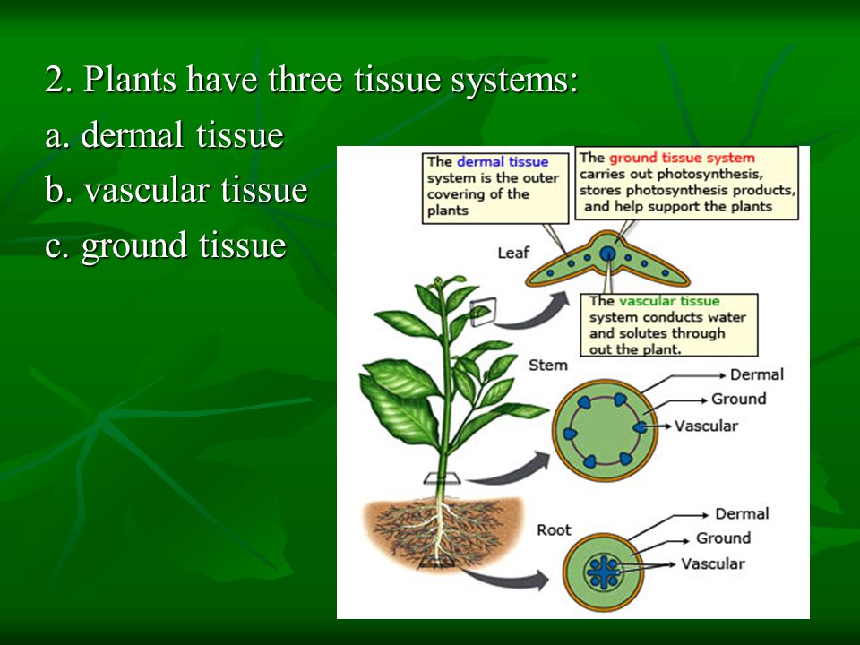 2. Plants have three tissue systems:
