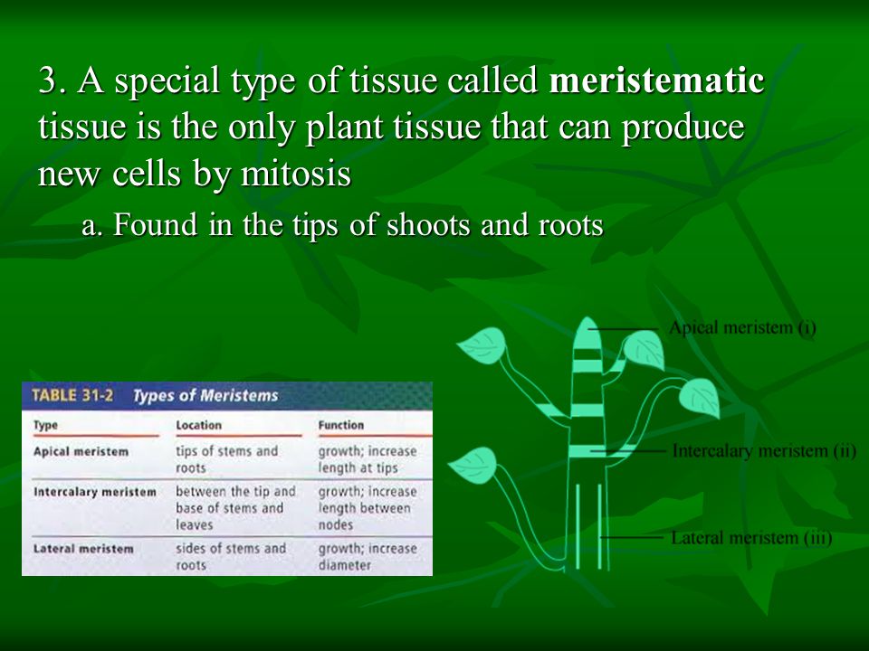 3. A special type of tissue called meristematic tissue is the only plant tissue that can produce new cells by mitosis