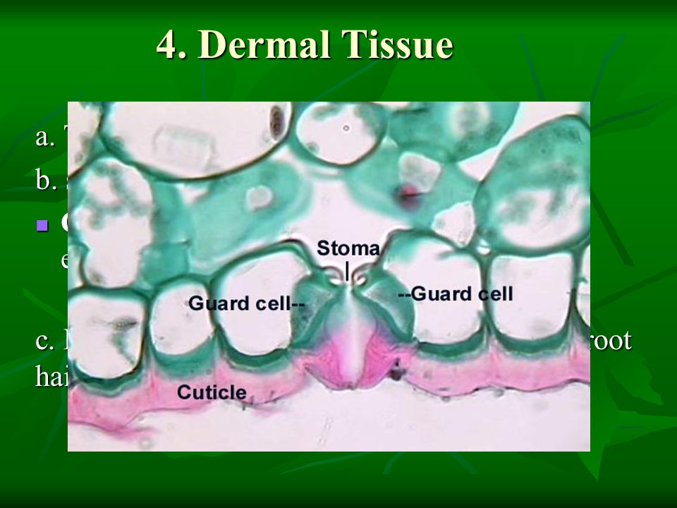 4. Dermal Tissue a. The outer covering