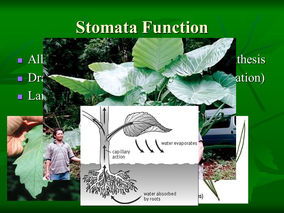 Stomata Function Allows for taking in of CO2 for photosynthesis