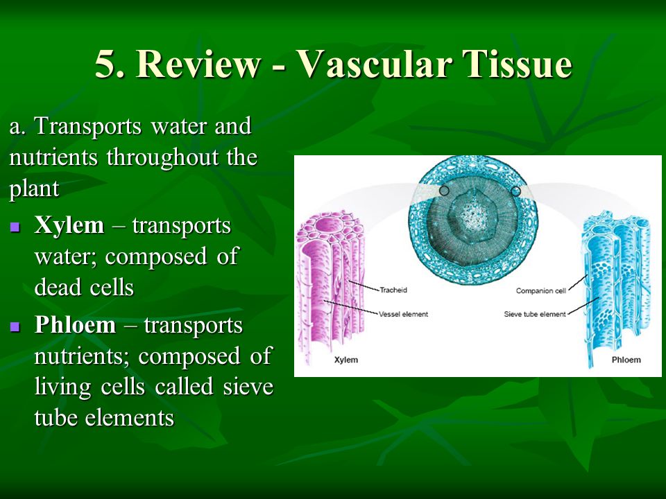 5. Review - Vascular Tissue