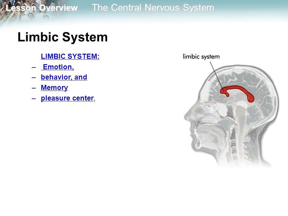 Limbic System LIMBIC SYSTEM: Emotion, behavior, and Memory