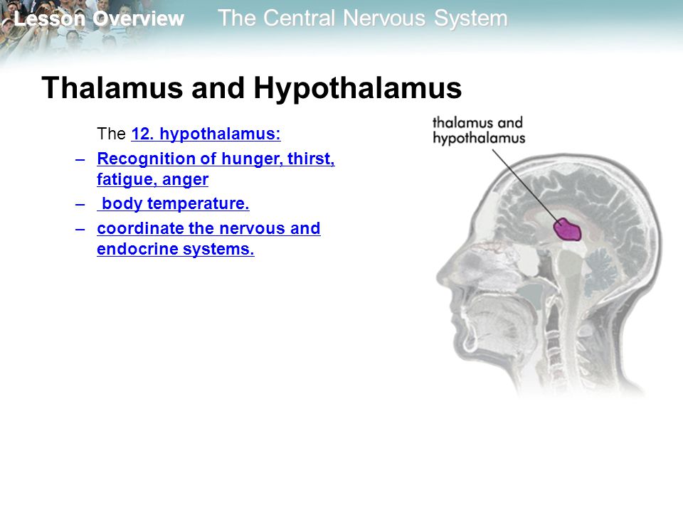 Thalamus and Hypothalamus
