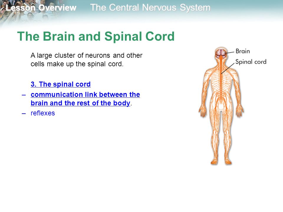 The Brain and Spinal Cord