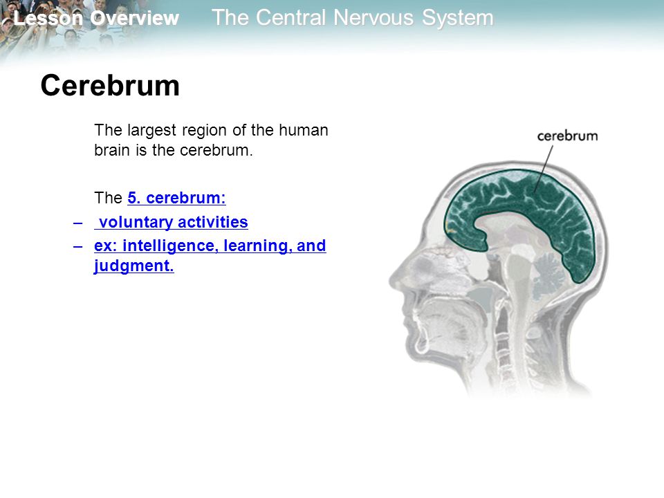 Cerebrum The largest region of the human brain is the cerebrum.