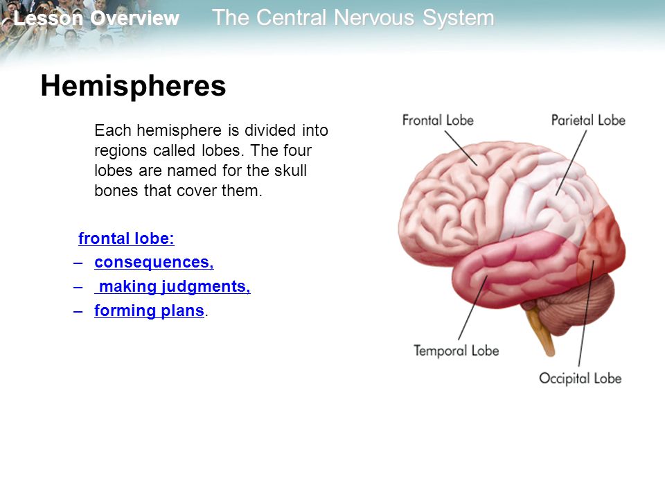 Hemispheres Each hemisphere is divided into regions called lobes. The four lobes are named for the skull bones that cover them.