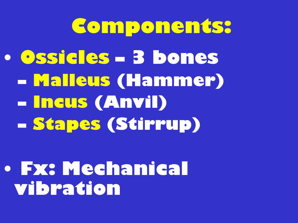 Components: Ossicles – 3 bones Fx: Mechanical vibration