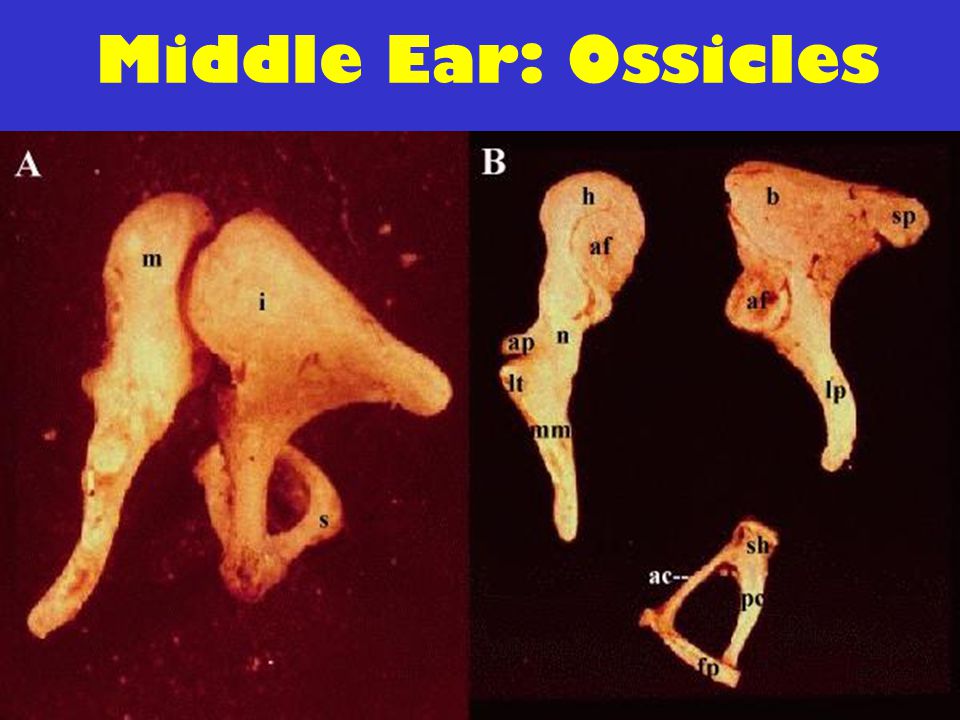 Middle Ear: Ossicles