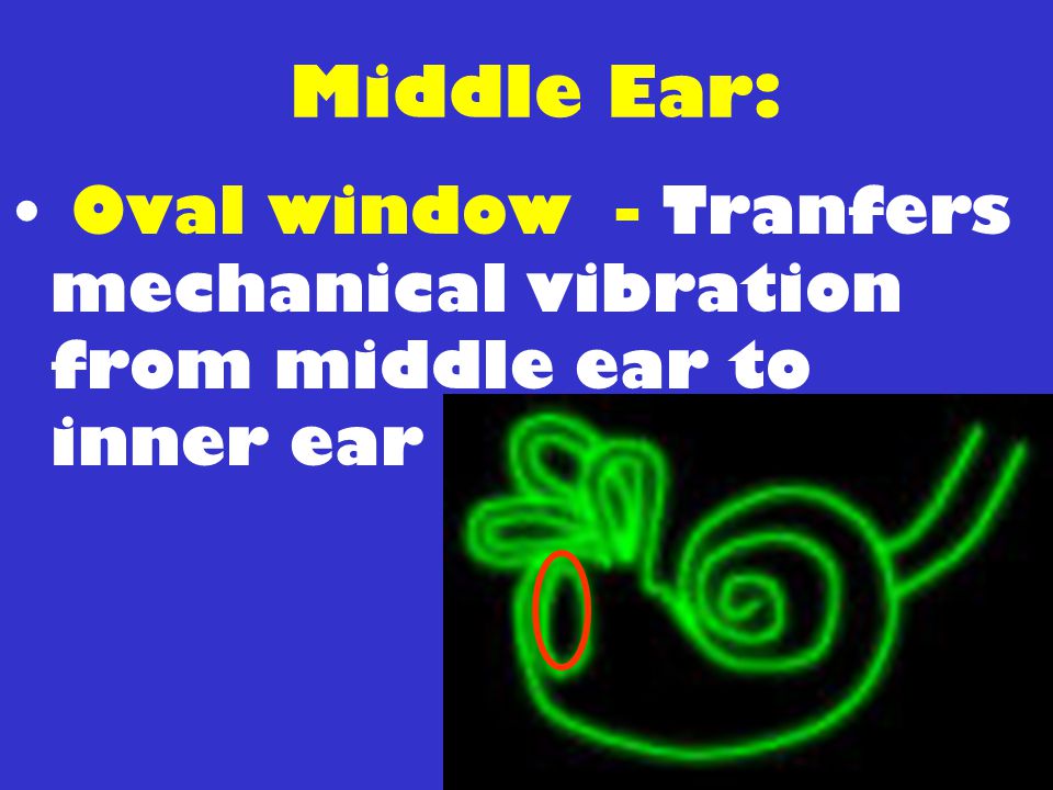 Middle Ear: Oval window - Tranfers mechanical vibration from middle ear to inner ear