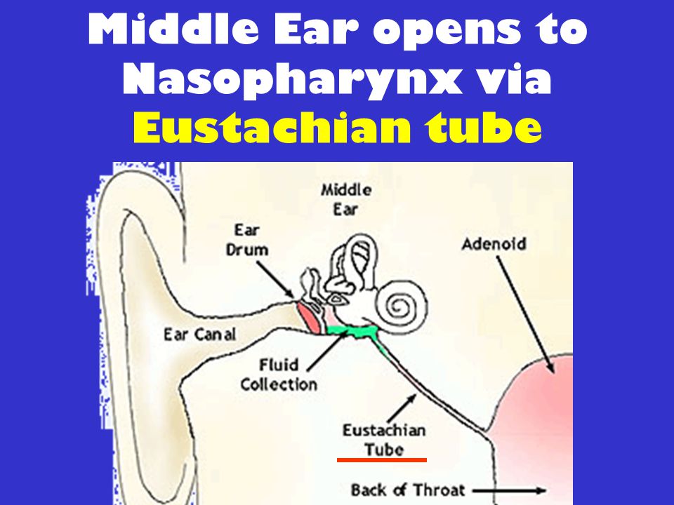 Middle Ear opens to Nasopharynx via Eustachian tube