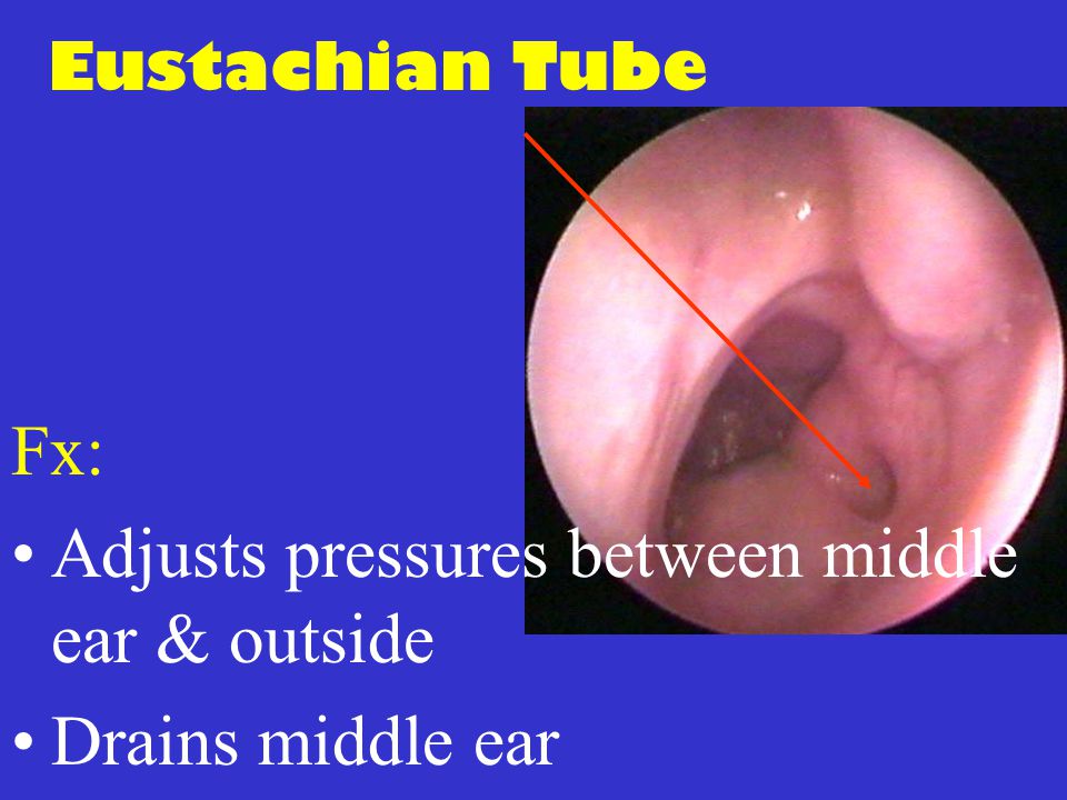 Adjusts pressures between middle ear & outside Drains middle ear