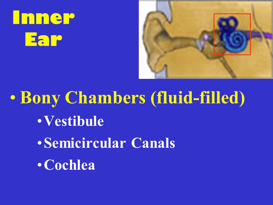 Bony Chambers (fluid-filled)