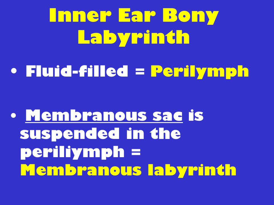 Inner Ear Bony Labyrinth