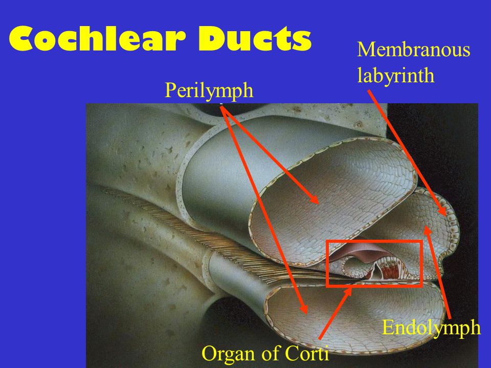 Cochlear Ducts Membranous labyrinth Perilymph Endolymph Organ of Corti