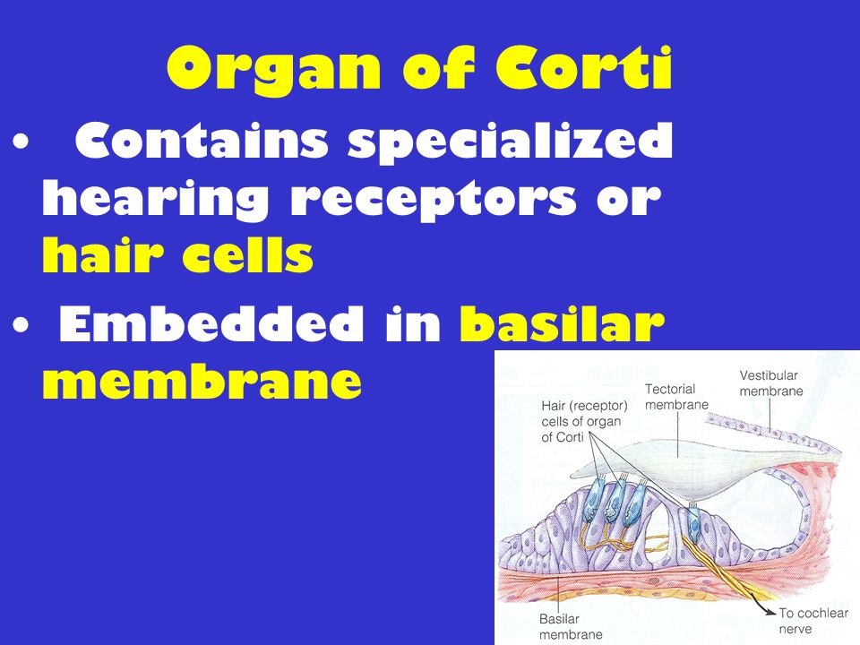 Organ of Corti Contains specialized hearing receptors or hair cells
