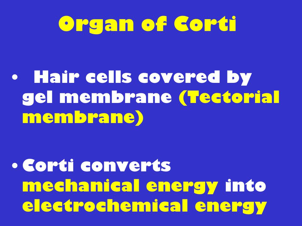 Organ of Corti Hair cells covered by gel membrane (Tectorial membrane)