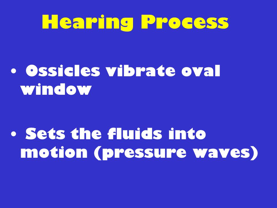Hearing Process Ossicles vibrate oval window