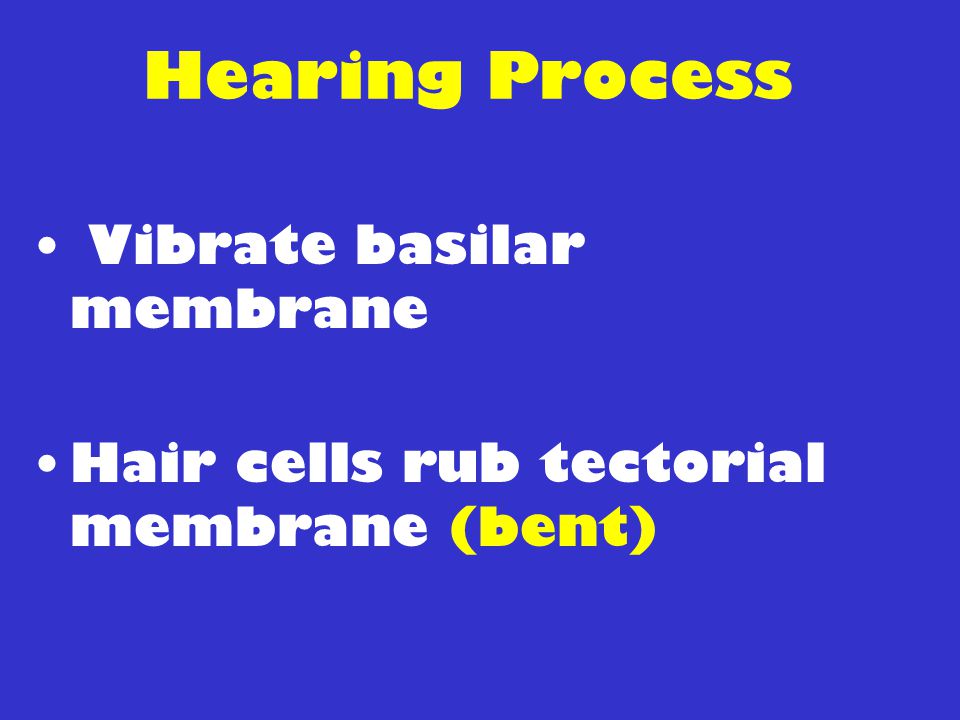 Hearing Process Vibrate basilar membrane