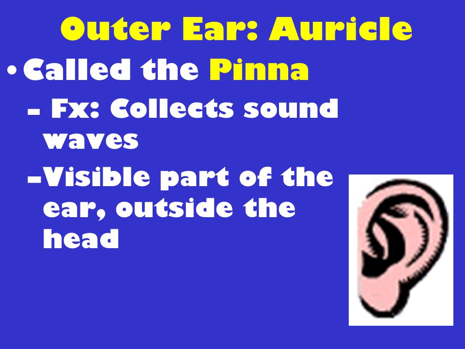 Outer Ear: Auricle Called the Pinna