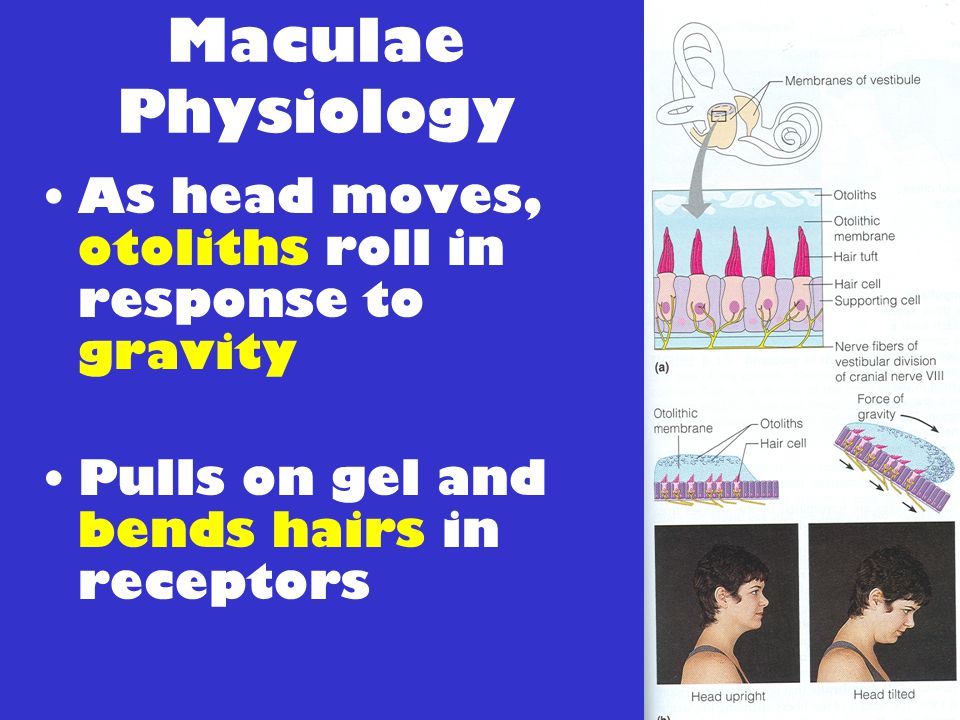 Maculae Physiology As head moves, otoliths roll in response to gravity