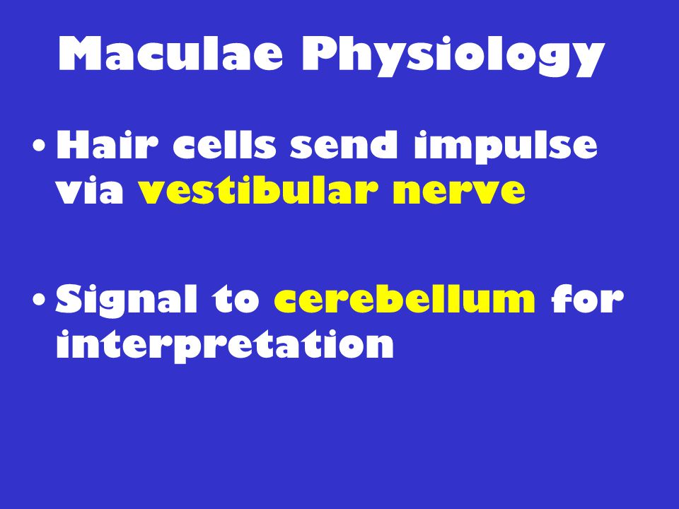 Maculae Physiology Hair cells send impulse via vestibular nerve