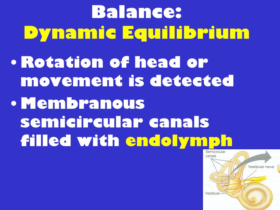 Balance: Dynamic Equilibrium