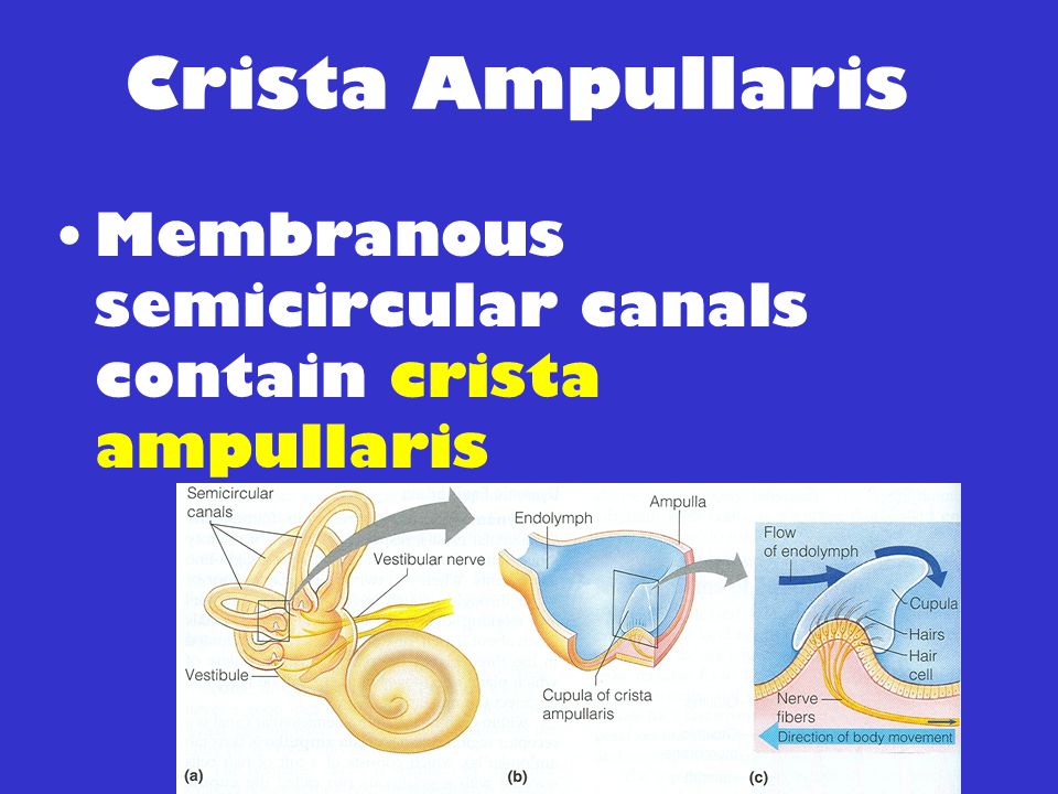 Crista Ampullaris Membranous semicircular canals contain crista ampullaris