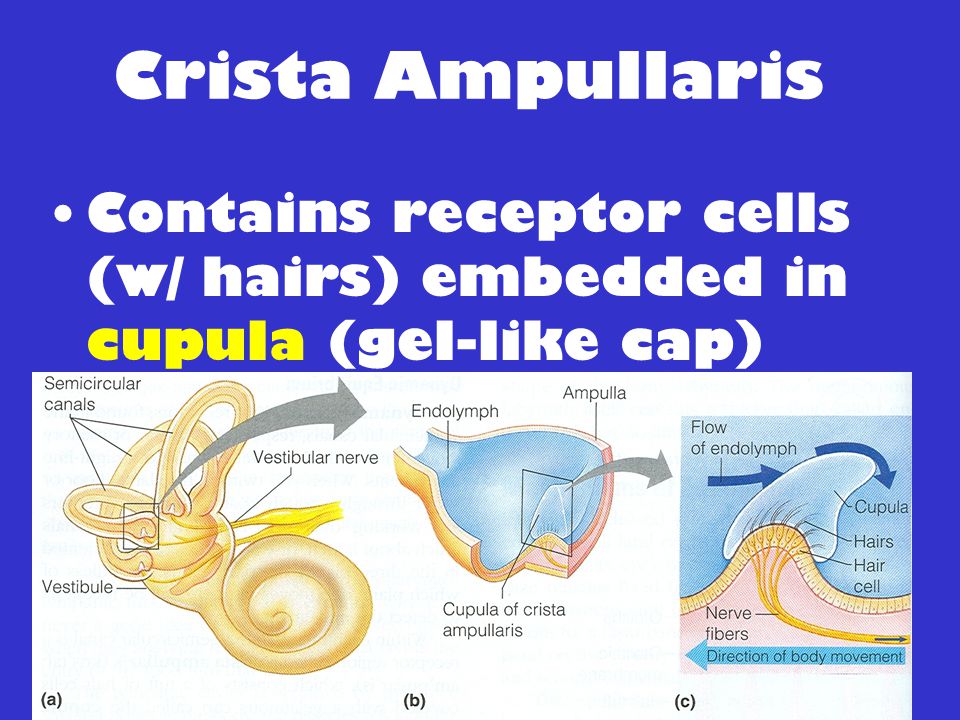 Crista Ampullaris Contains receptor cells (w/ hairs) embedded in cupula (gel-like cap)
