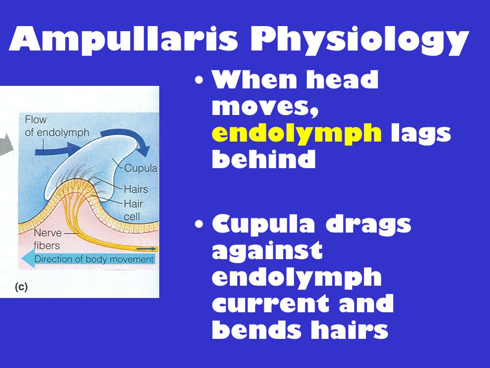 Ampullaris Physiology