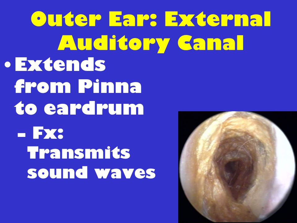 Outer Ear: External Auditory Canal