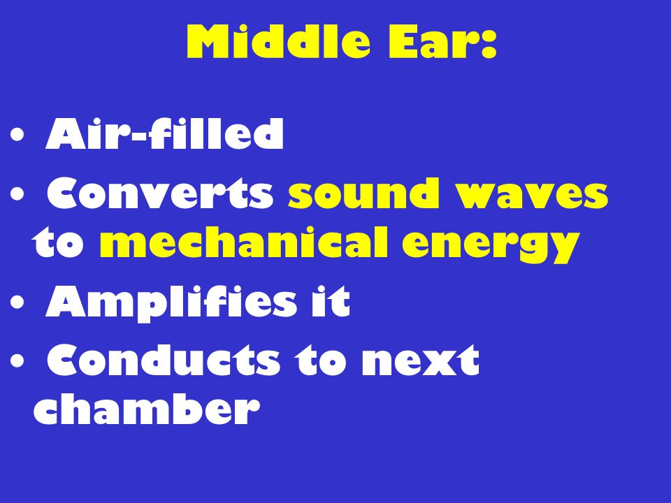 Middle Ear: Air-filled Converts sound waves to mechanical energy